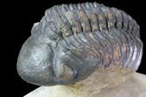 Reedops Trilobite - Atchana, Morocco #86080-2